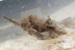 Image of Fringed Filefish