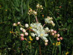 Plancia ëd Filipendula vulgaris Moench