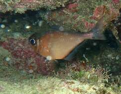 Image of Copper sweeper