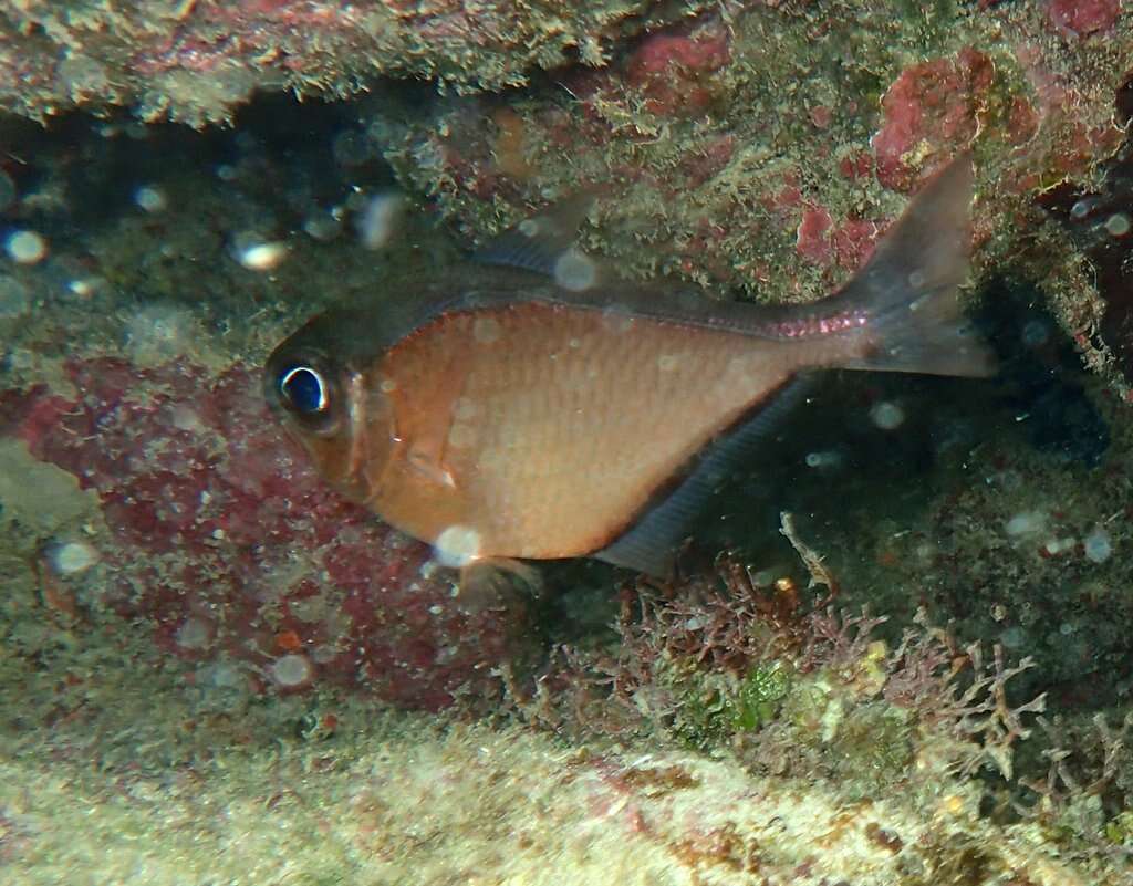 Image of Copper sweeper