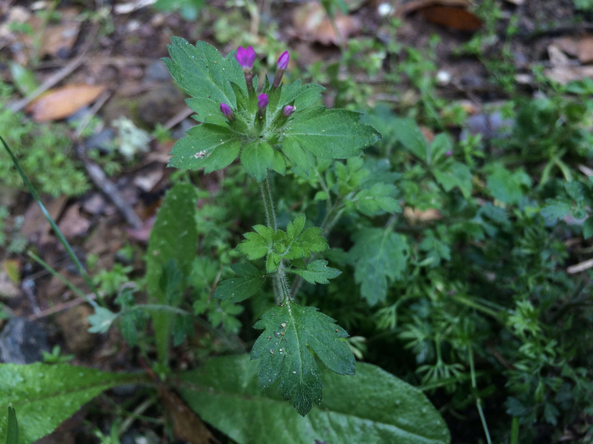 Image of variableleaf collomia