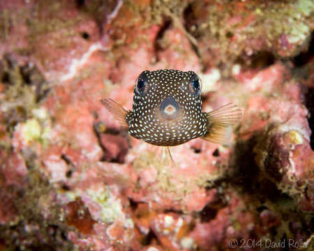 Image of Spotted boxfish