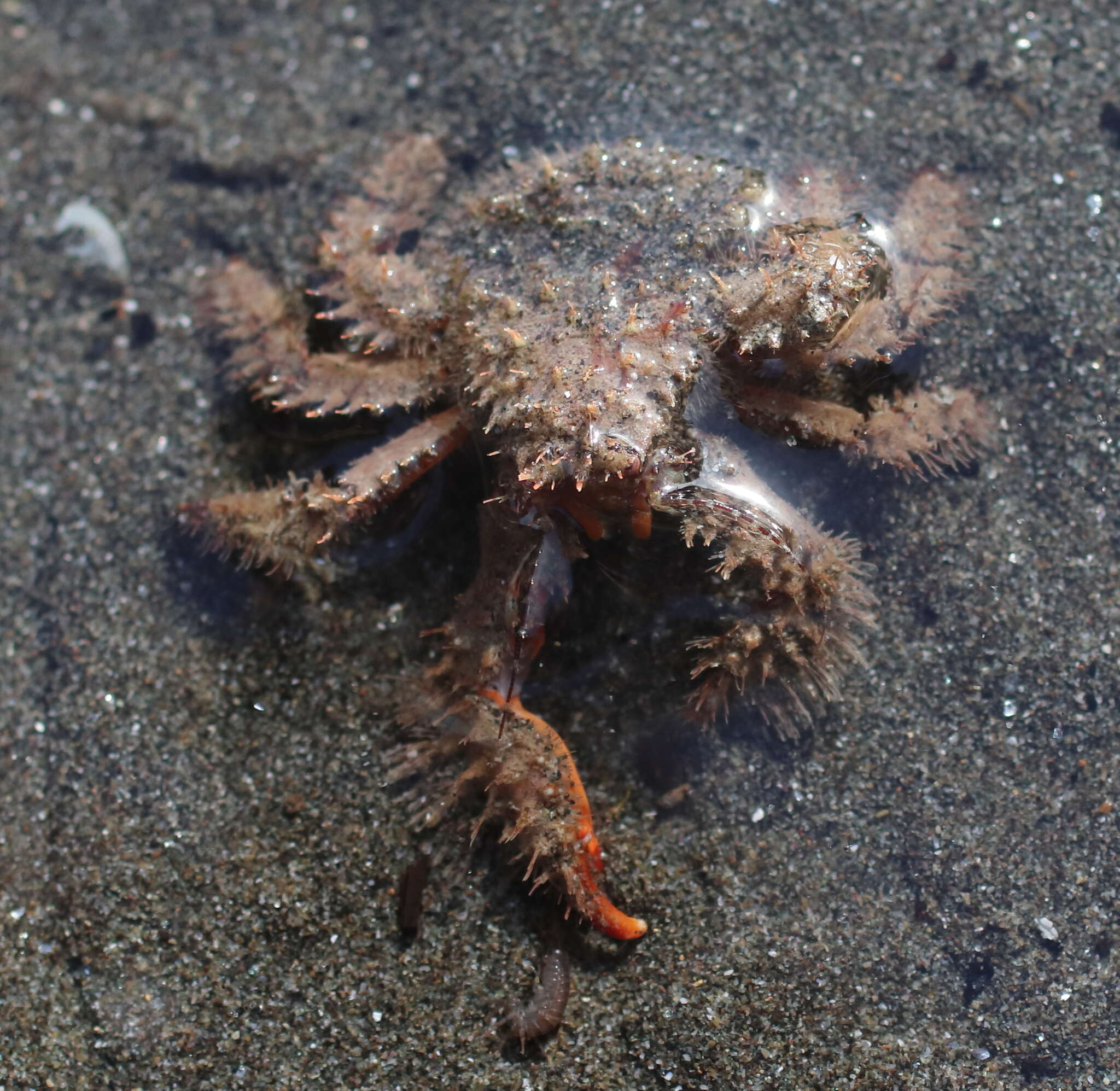 Image of hairy crab