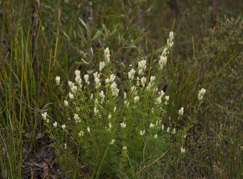 Imagem de Symphionema montanum R. Br.