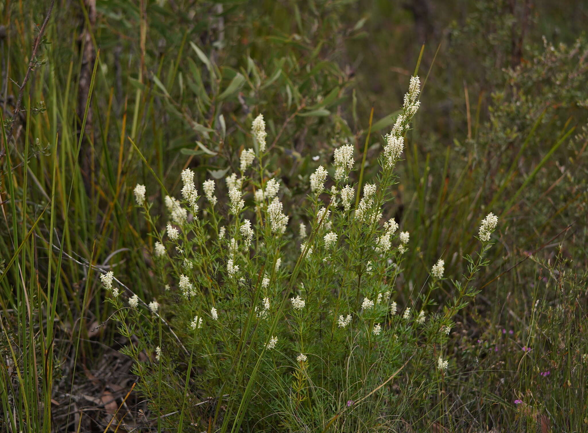 Imagem de Symphionema montanum R. Br.