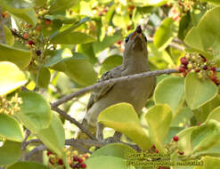 Image of Great Bowerbird