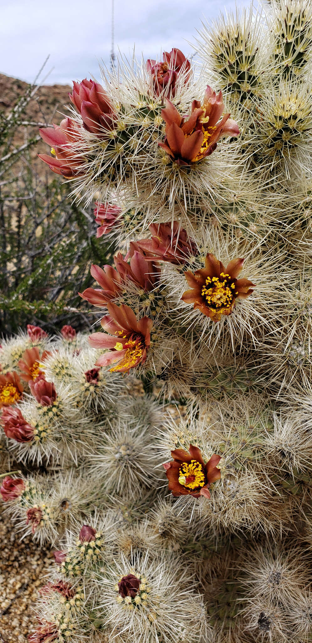 Image de <i>Cylindropuntia chuckwallensis</i>