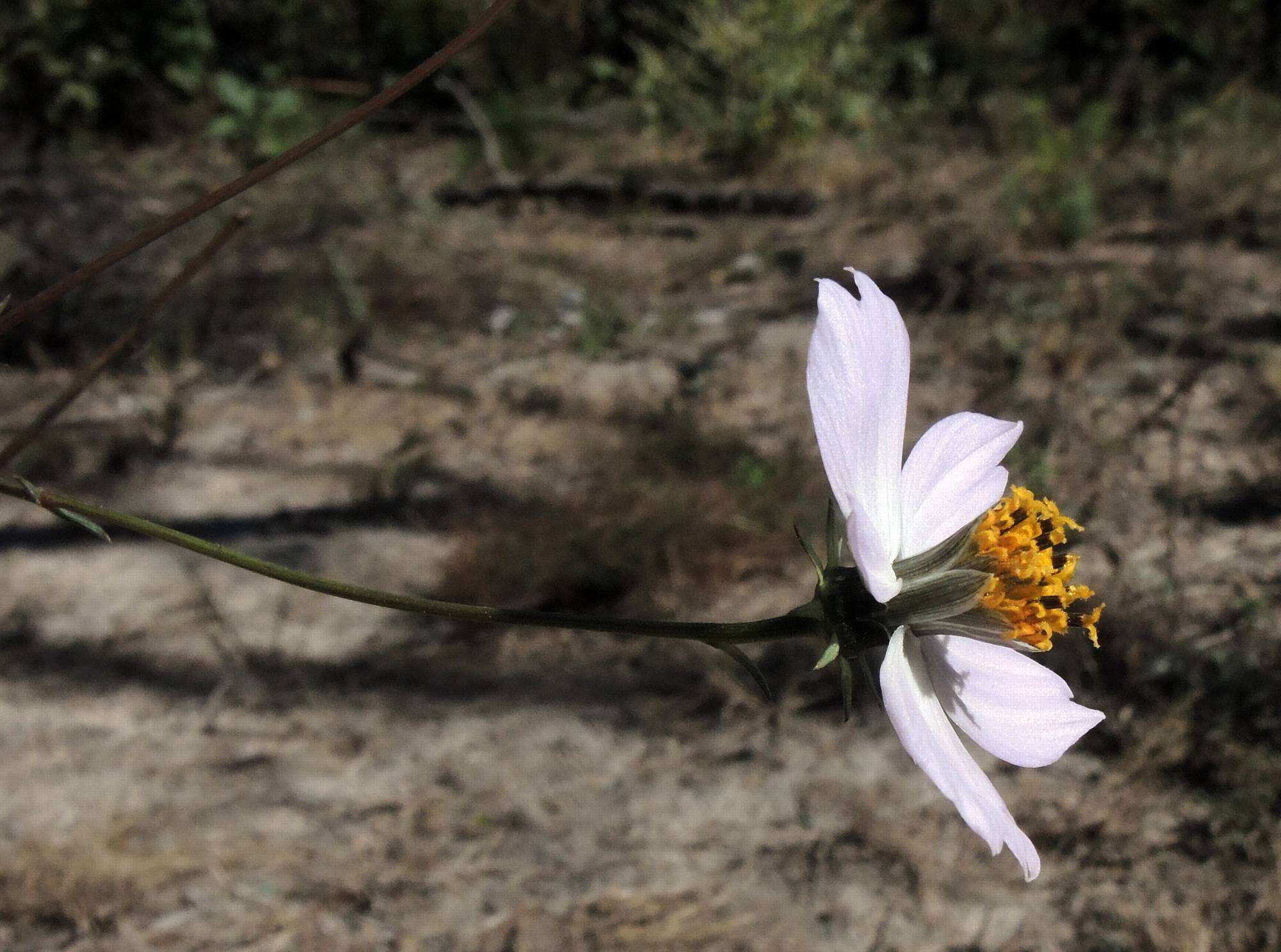 Image of Cosmos landii var. achalconensis T. E. Melchert