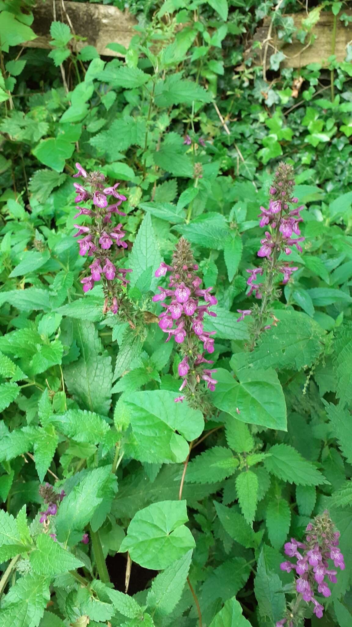 Image of Stachys ambigua Sm.