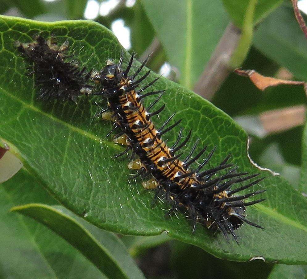 صورة Acraea petraea Boisduval 1847