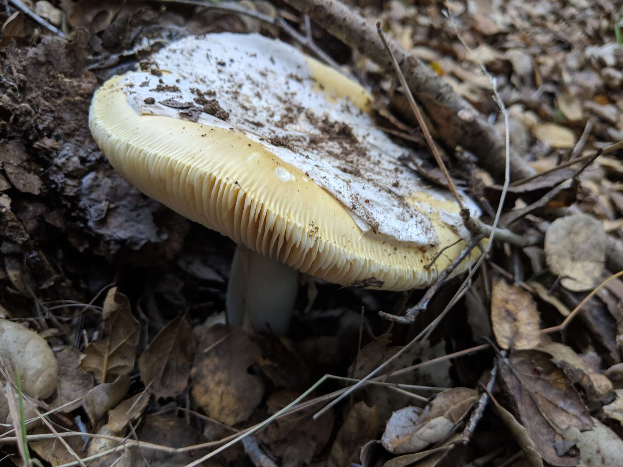 Image of Amanita vernicoccora Bojantchev & R. M. Davis 2011