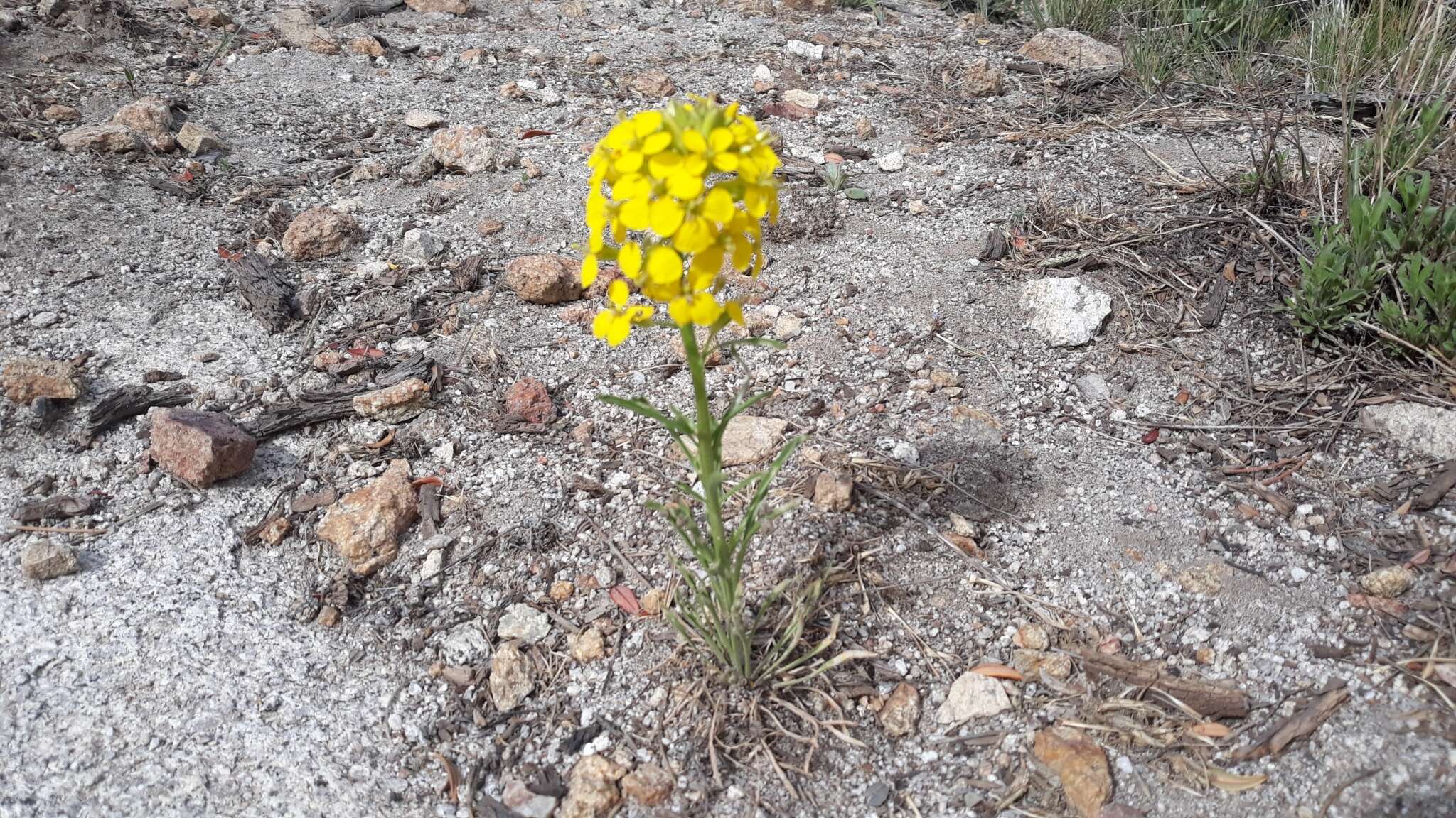 Image of western wallflower