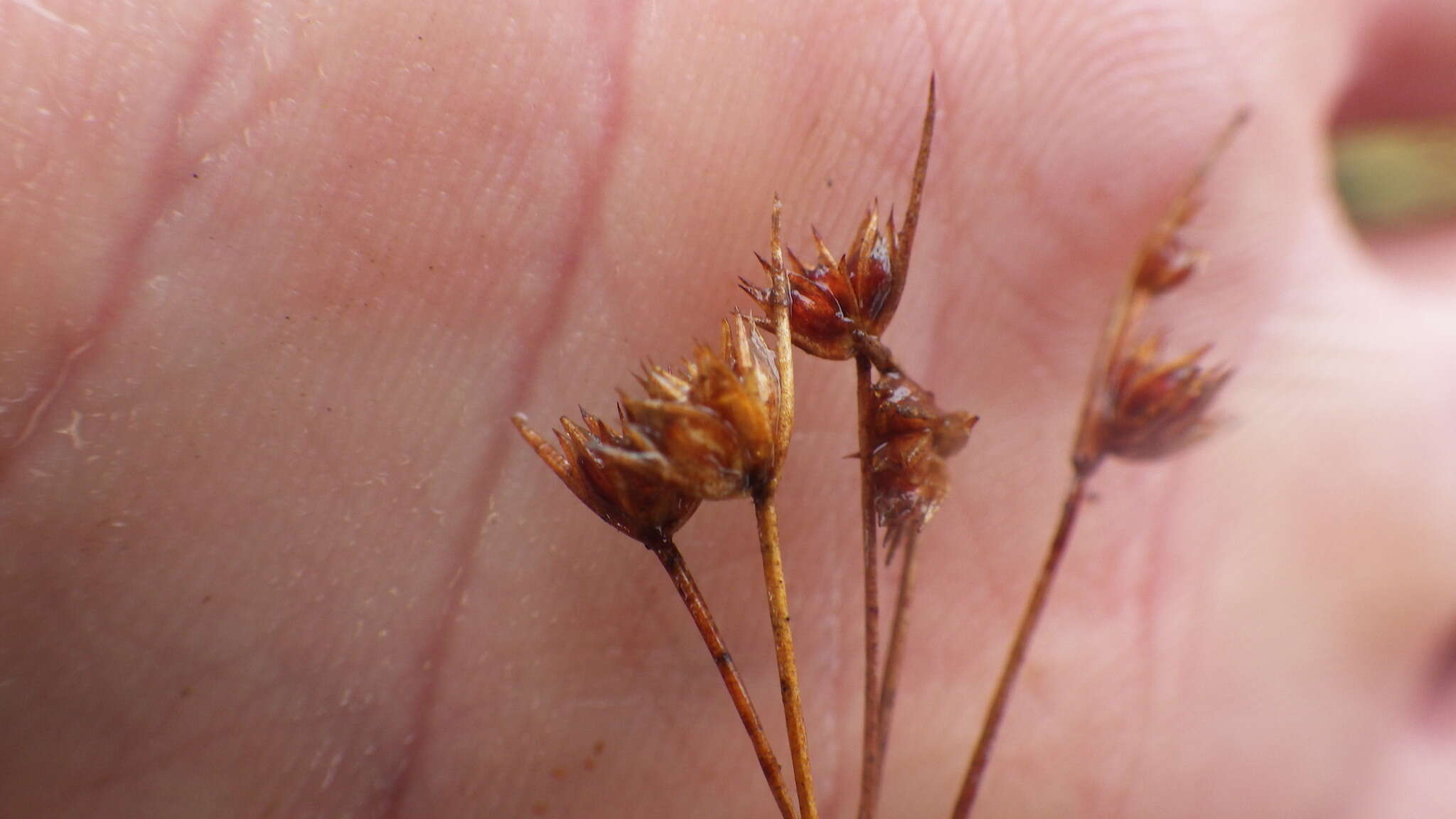 Image of dwarf rush