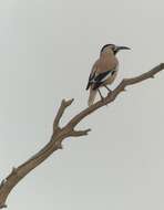 Image of Biddulph's Ground Jay