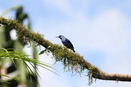 Image of Cyanerpes lucidus isthmicus Bangs 1907