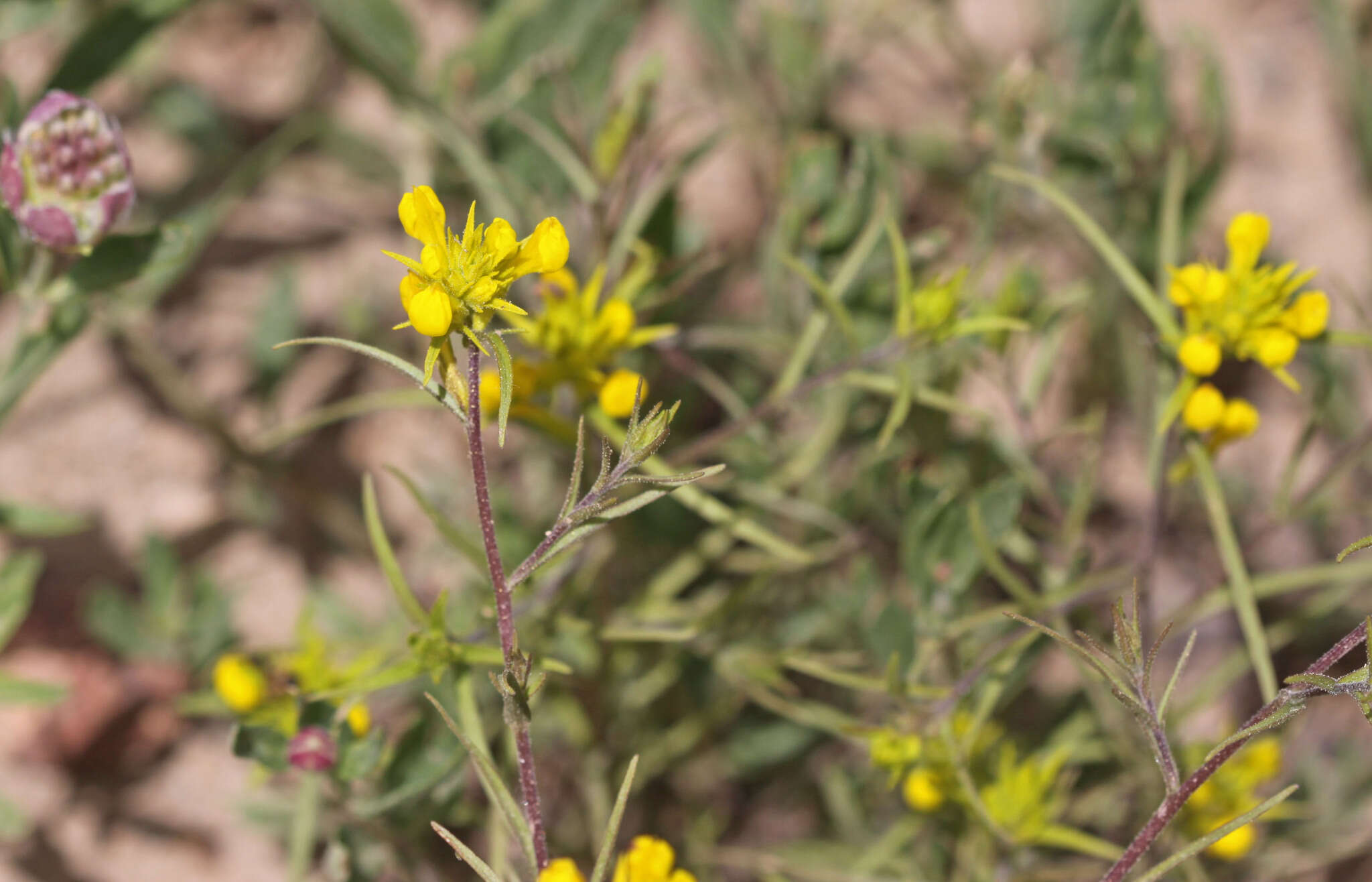 Image of Tolmie's owl's-clover