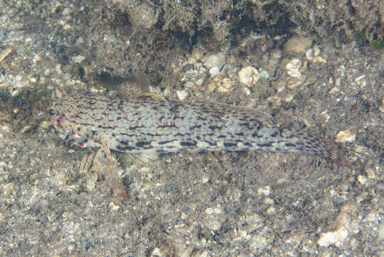 صورة Istigobius ornatus (Rüppell 1830)