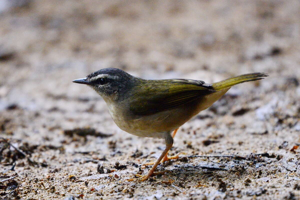 Image of Riverbank Warbler