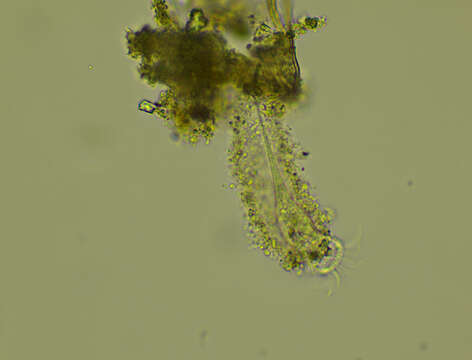 Image of Tintinnidium fluviatile