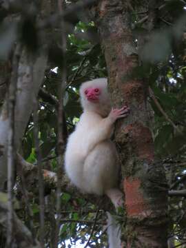 Image of Silky Sifaka