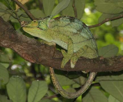 Image of Calumma parsonii parsonii (Cuvier 1824)