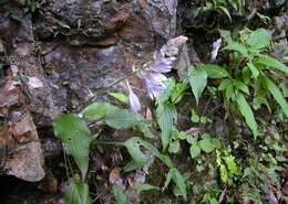 Imagem de Hosta longipes var. longipes