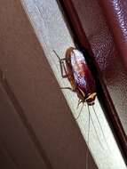 Image of Australian cockroach