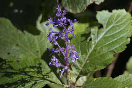 Image of Plectranthus ecklonii Benth.