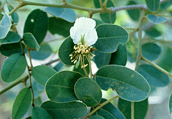 Plancia ëd Bobgunnia madagascariensis (Desv.) J. H. Kirkbr. & Wiersema