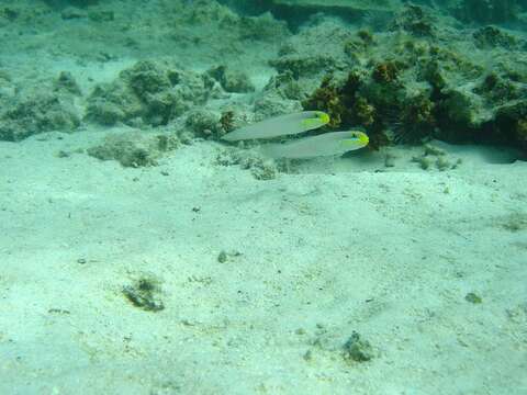 Image of Blueband goby