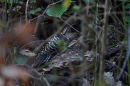 Image of Dendrocopos leucotos lilfordi (Sharpe & Dresser 1871)