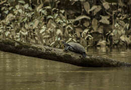 Image of Arrau River Turtle