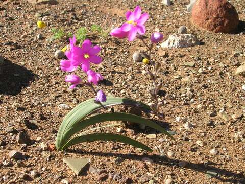 Image of Ixia curvata G. J. Lewis