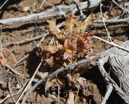 Imagem de Aphyllon californicum (Cham. & Schltdl.) Gray