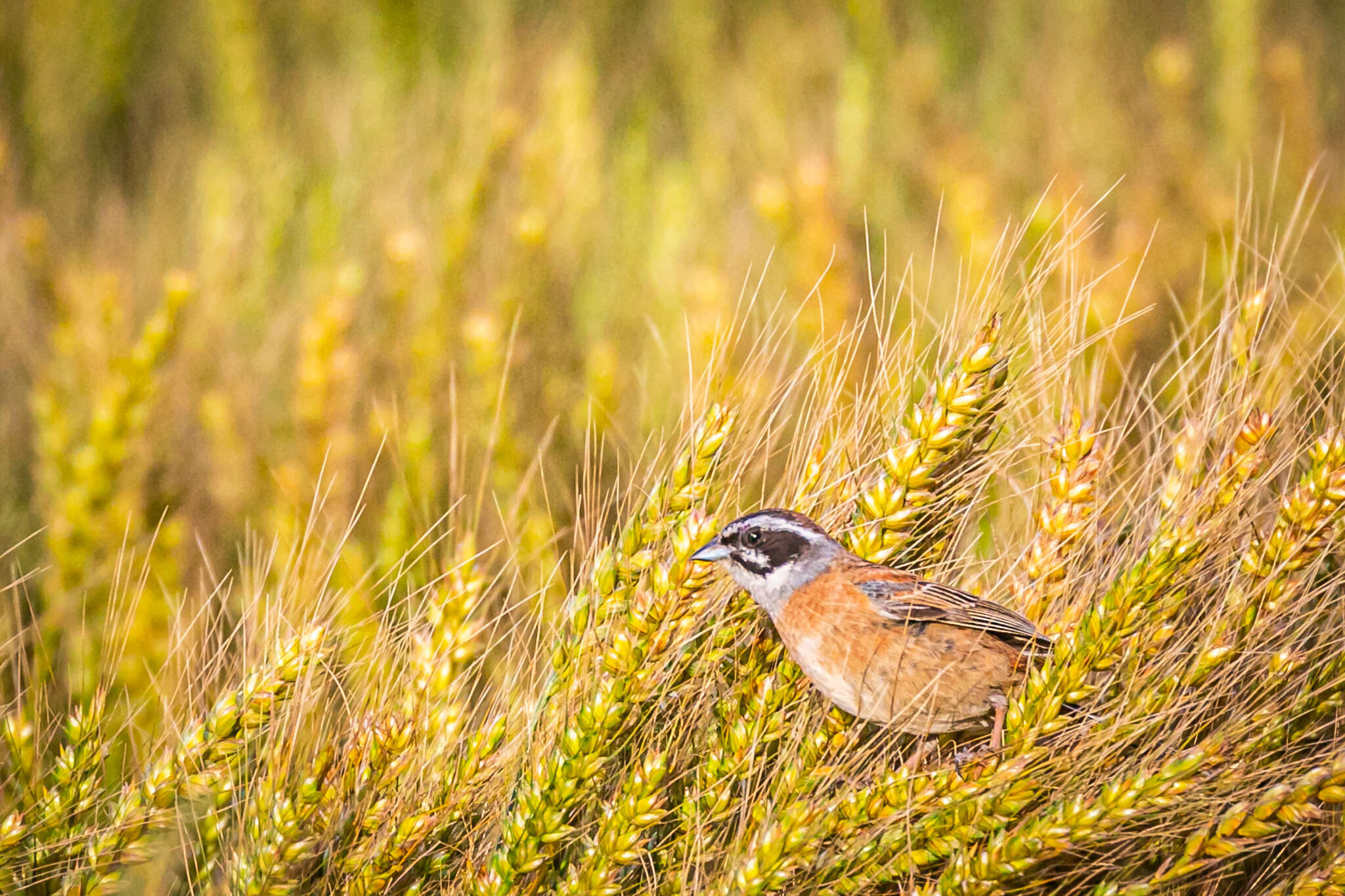 Emberiza cioides ciopsis Bonaparte 1850的圖片