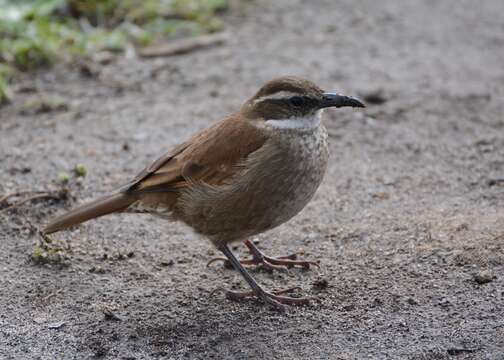 Image of Stout-billed Cinclodes