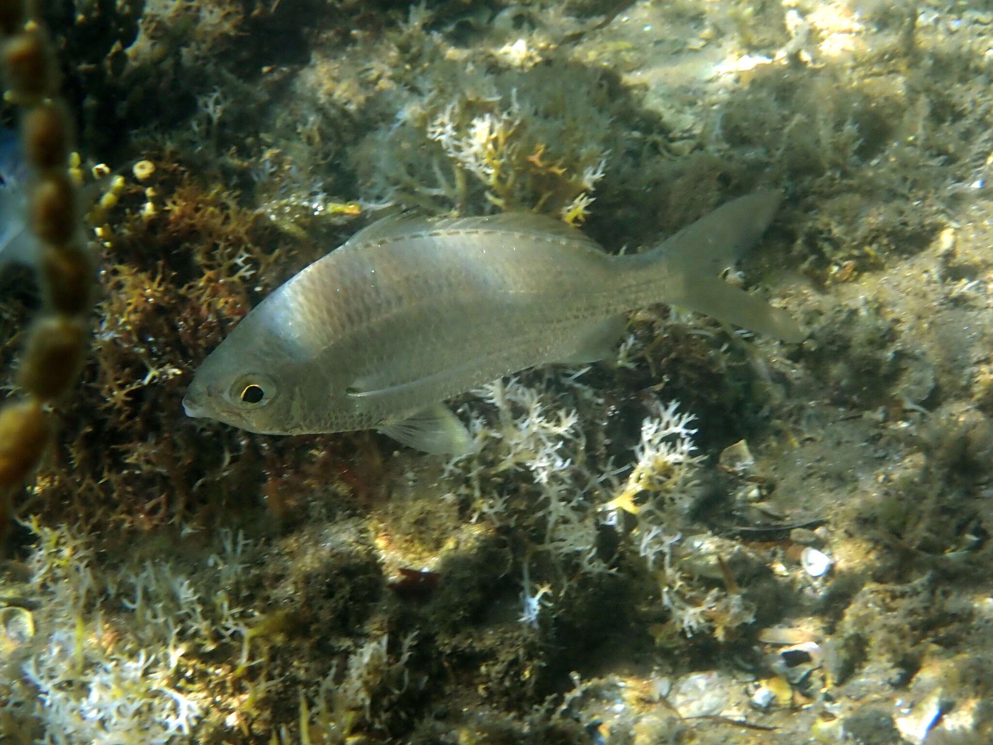 Image of Common Silver Belly