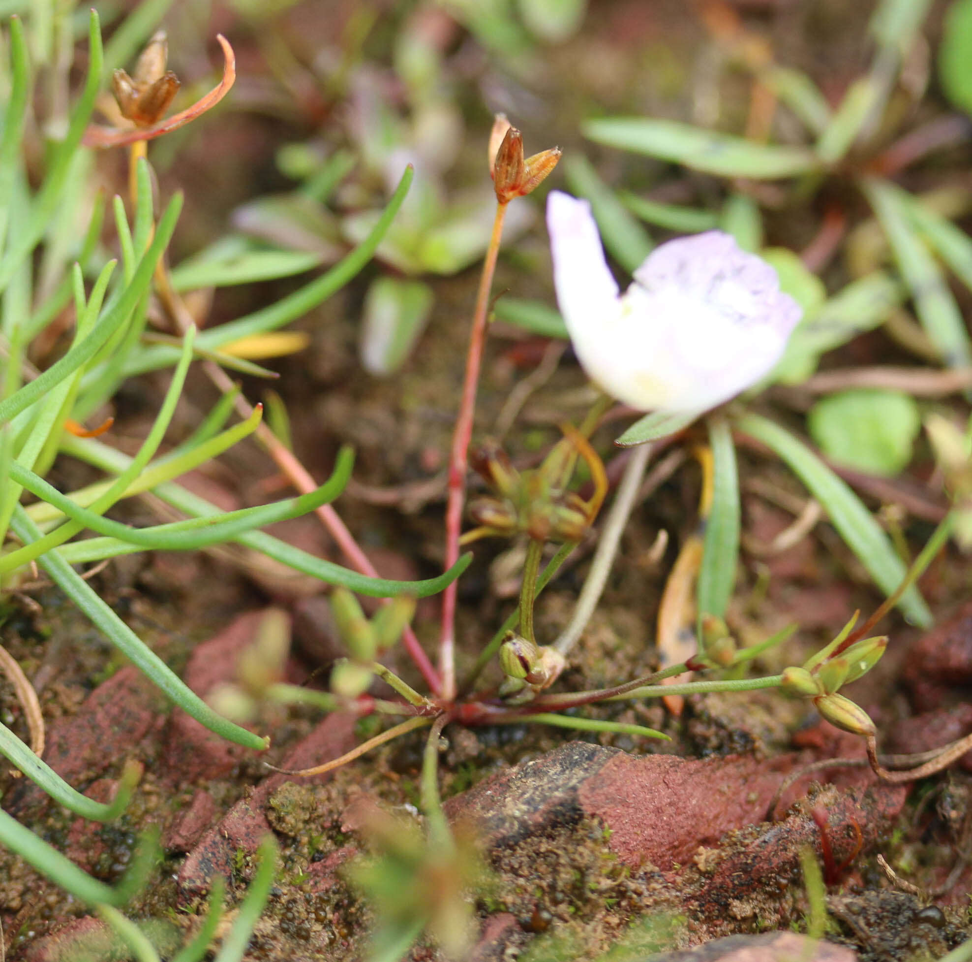 Image of Pygmy rush