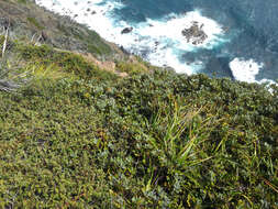 Image of Pittosporum serpentinum (de Lange) de Lange