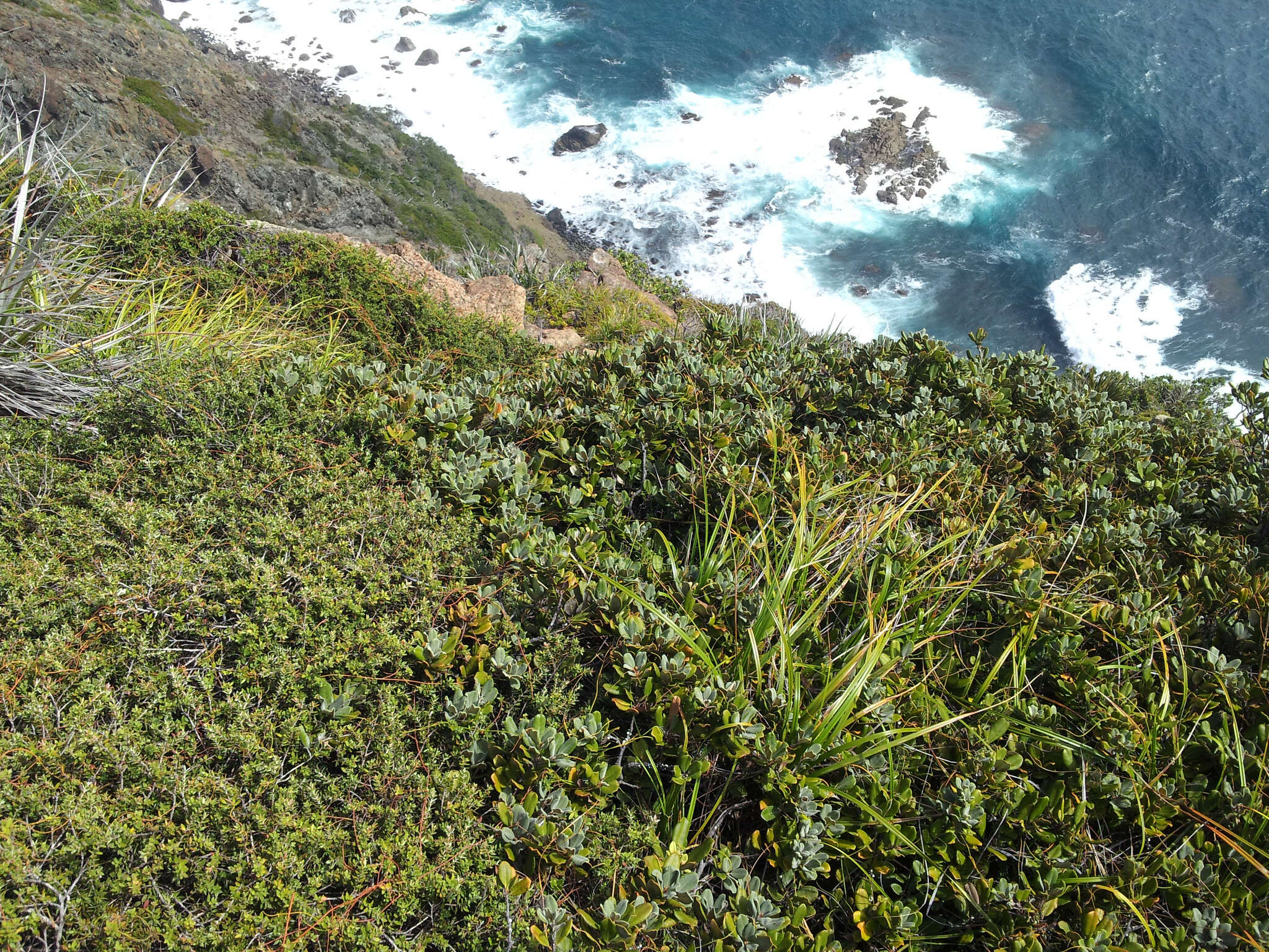 Image of Pittosporum serpentinum (de Lange) de Lange