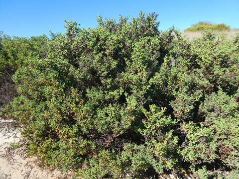 Image of Ruschia misera (L. Bol.) L. Bol.