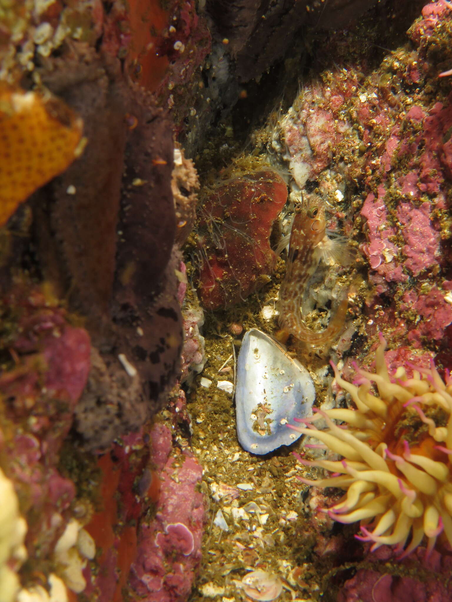 Image of Two-eyed Blenny