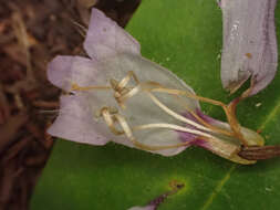 Image of Rattan's beardtongue