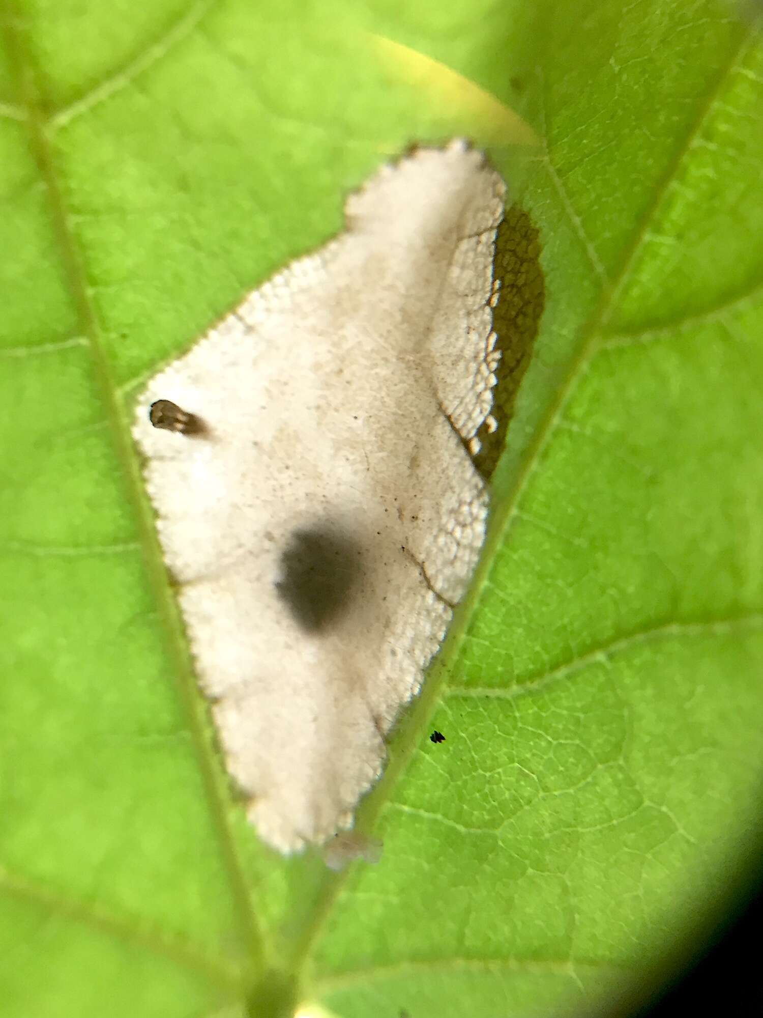 Image of Lesser Maple Leaf Blotch Miner