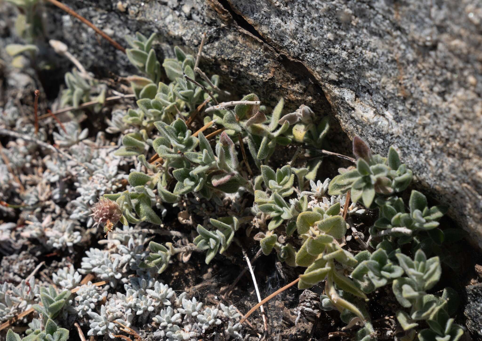 Image de Monardella australis subsp. cinerea (Abrams) A. C. Sanders & Elvin