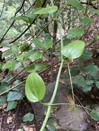 Image de Smilax canariensis Willd.