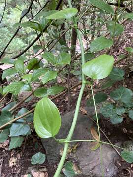 Smilax canariensis Willd. resmi