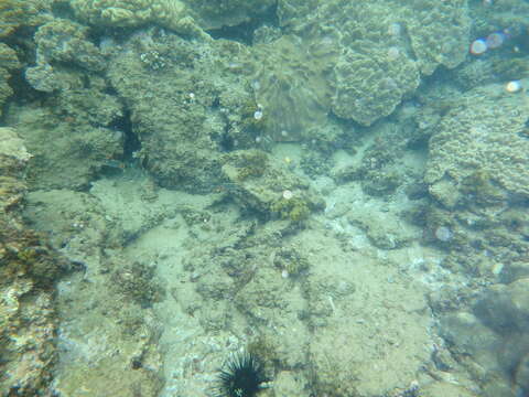 Image of Indian Ocean Chevron Butterflyfish