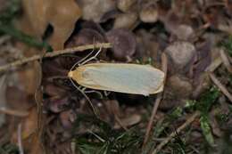 Image of buff footman