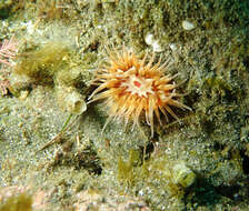 Image of McPeak anemone